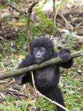 Buy Mountain Gorilla, Youngster at Play, Rwanda at AllPosters.com