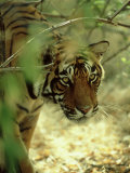 Buy Bengal Tiger, 24 Month Female, India at AllPosters.com