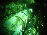 Buy Giant Kelp Forest, California, USA at AllPosters.com