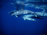 Long-Snouted Spinner Dolphin, Group, Brazil