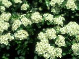 Buy Hawthorn, Botley, UK at AllPosters.com