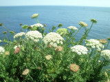 Buy Angelica, Dorset, UK at AllPosters.com