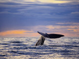 Sperm Whale, Raising Flukes, New Zealand