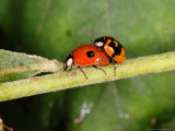 2-Spot Ladybirds, Adults Mating, Kent, UK