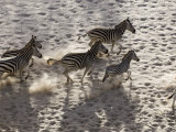Buy Burchells Zebra, Group from Above, Botswana at AllPosters.com