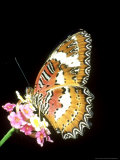 Buy Lacewing Butterfly, Cethosia Biblis at AllPosters.com
