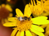 Buy Barred Snout Soldier Fly, Adult Feeding on Yellow Flower, UK at AllPosters.com