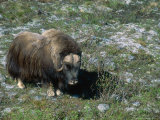 Buy Musk Ox, Dovorfjell, Norway at AllPosters.com