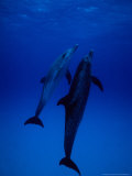 Atlantic Spotted Dolphins, Pair Swimming, Bahamas