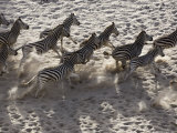 Burchells Zebra, Group from Above, Botswana