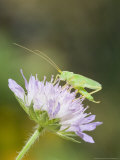 Buy Oak Bush Cricket, Adult on Cornflower Head, UK at AllPosters.com