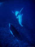 Humpback Whale, Mother and Calf, Polynesia