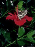 Buy Citrus Swallowtail, Feeding from Hibiscus Rosa Sinensis, the Gambia at AllPosters.com