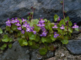 Ivy-Leaved Toadflax Growing in Wall, Isle of Iona, Scotland