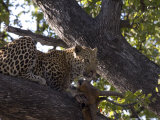 Leopard, Male with Kill in Tree, Botswana