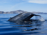 Blue Whale, Raising Fluke, Sea of Cortez