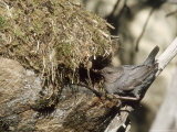 Buy American Dipper at Nest, USA at AllPosters.com