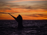 Southern Right Whale, Female at Sunset, Valdes Penin