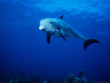 Bottlenose Dolphin, Underwater, Providenciales
