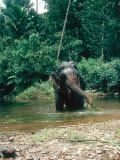 Buy Asian Elephant, Bull in Stream, Sri Lanka at AllPosters.com