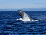 Blue Whale, Breaching, Azores, Portugal