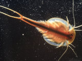 Buy Tadpole Shrimp, Dorsal View, Backlit at AllPosters.com