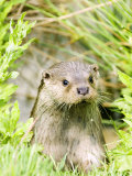 Buy Otter Adult Emerging from Water, UK at AllPosters.com