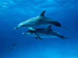 Buy Atlantic Spotted Dolphins, Bahamas, Caribbean at AllPosters.com