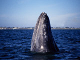 Grey Whale, Spyhopping, Baja Calif