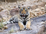 Buy Bengal Tiger, 10 Month Old Cub, India at AllPosters.com