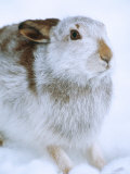 Mountain Hare or Blue Hare, Shows Coat Colour in Late January, Monadhliath Mountains, UK Photographic Print