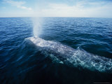 Grey Whale, Blowing, Magdelena Bay