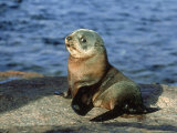 New Zealand Fur Seal, Arctocephalus Forsteri South Australia