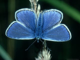 Buy Common Blue, Male, Essex at AllPosters.com