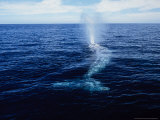 Grey Whale, Breathing, Baja Calif