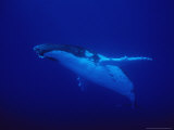 Humpback Whale, Underwater, Polynesia