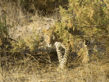 Buy Leopard, Young Female Stalking, Kenya at AllPosters.com