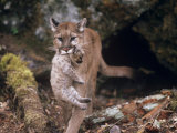 Buy Mountain Lion, Female and Cub, USA at AllPosters.com