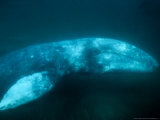 Grey Whale, Adult Swimming, Magdalena Bay