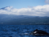 Buy Humpback Whale, About to Dive, Azores at AllPosters.com
