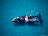 Southern Right Whale, Mother and Calf, Valdes Penins