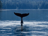 Humpback Whales, Raising Fluke Over Surface, AK, USA
