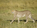 Buy Cheetah, Female Striding, Maasai Mara, Kenya at AllPosters.com