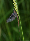 Buy Mayfly, Resting, Didcot, UK at AllPosters.com