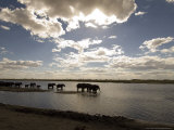 Buy African Elephant, Herd Drinking, Botswana at AllPosters.com