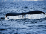 Humpback Whales, Raising Flukes, Mexico