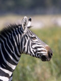 Buy Burchells Zebra, Stallion Head Profile, Kenya at AllPosters.com