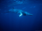 Minke Whale, Underwater, Queensland