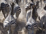 Buy Burchells Zebra, Group Running in Dust, Botswana at AllPosters.com