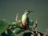 Buy Purple Sunbird, Gal Oya National Park, Sri Lanka at AllPosters.com